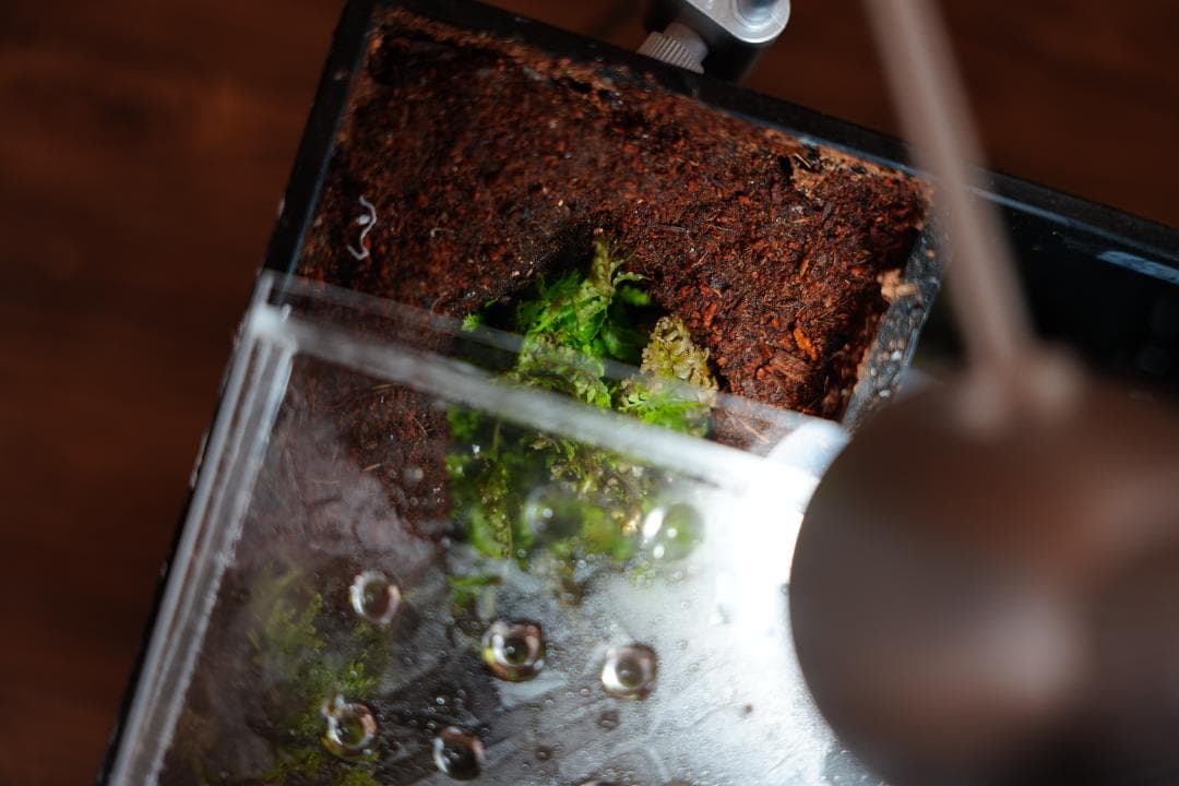 【完成品】雨が降る森のアクアテラリウム