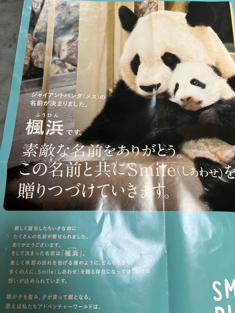 楓浜 アドベンチャーワールド　誕生記念ポスター72×51cm 白浜市配布非売品