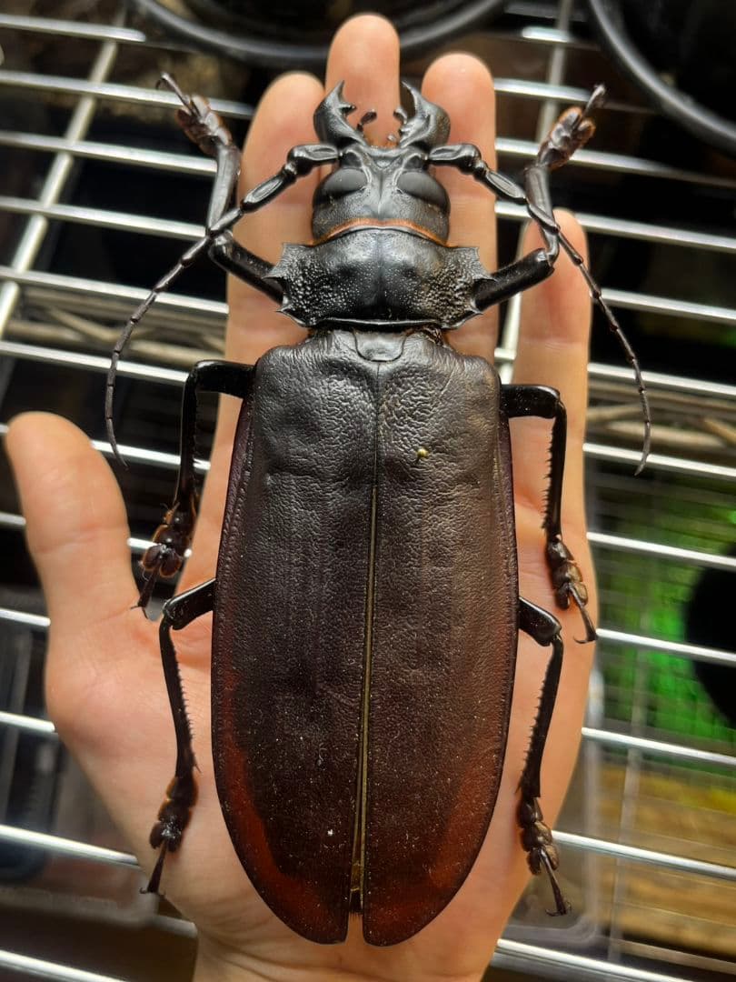 【150mm】タイタンオオウスバカミキリ カブトムシクワガタハナムグリ昆虫標本