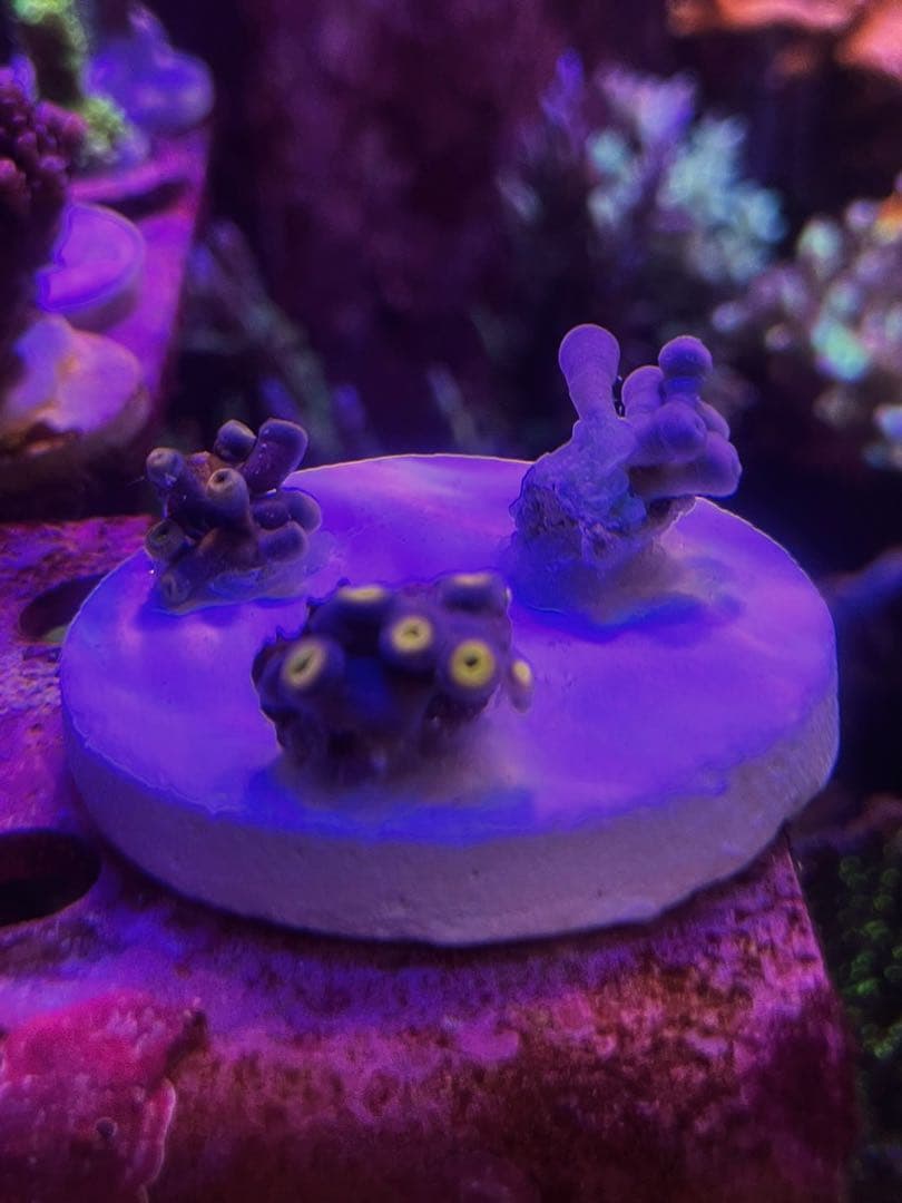 ぽん様　マメスナ➕はなグリーンセット