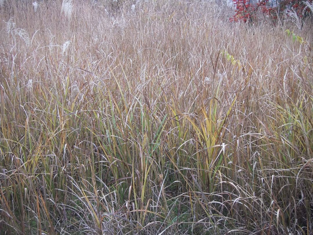 FUJIFILM FinePix REAL 3D W1 動作確認済み