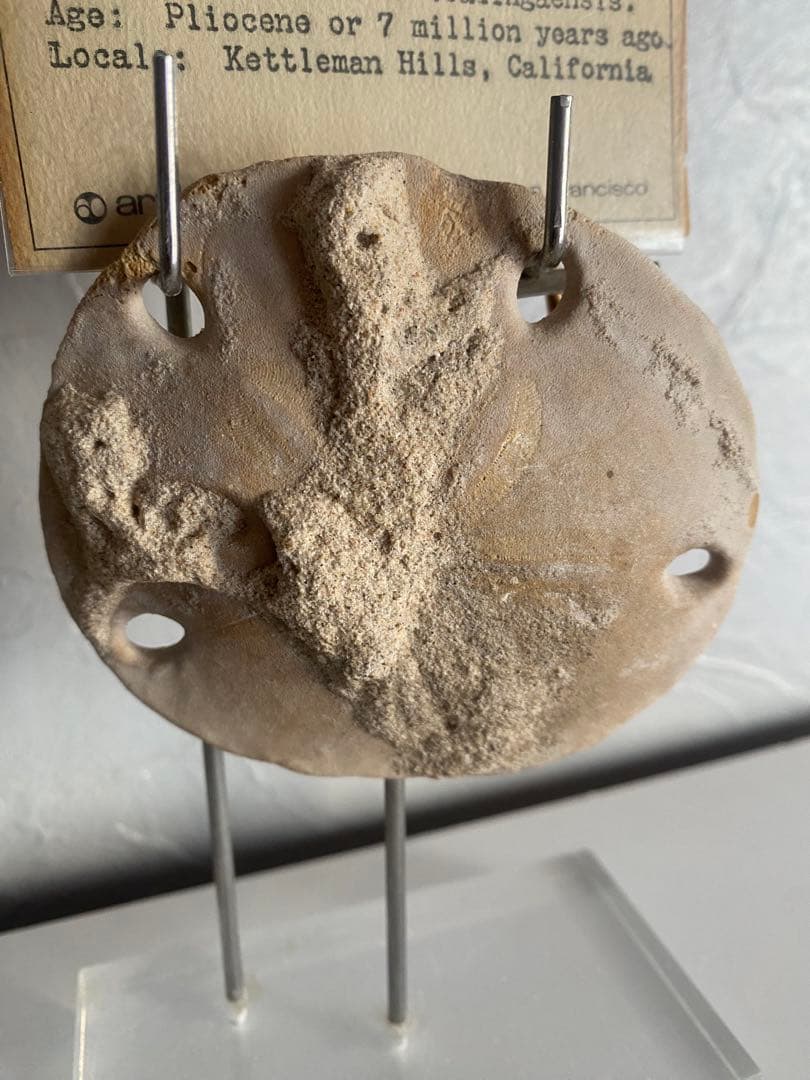 奇跡の化石！700万年前のウニArthur Court Designs 限定品！