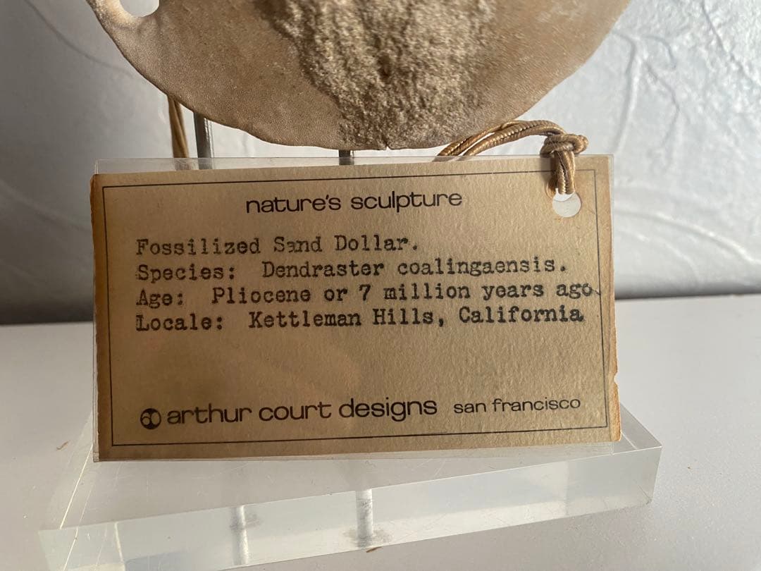 奇跡の化石！700万年前のウニArthur Court Designs 限定品！