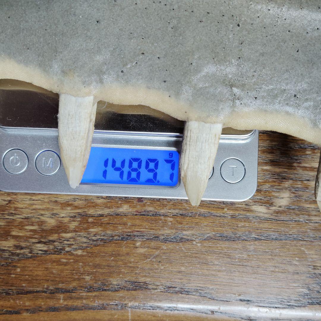 ​【超希少・特大80cm】ノコギリギス 吻 剥製 ブラジル ノコギリザメ 天然物