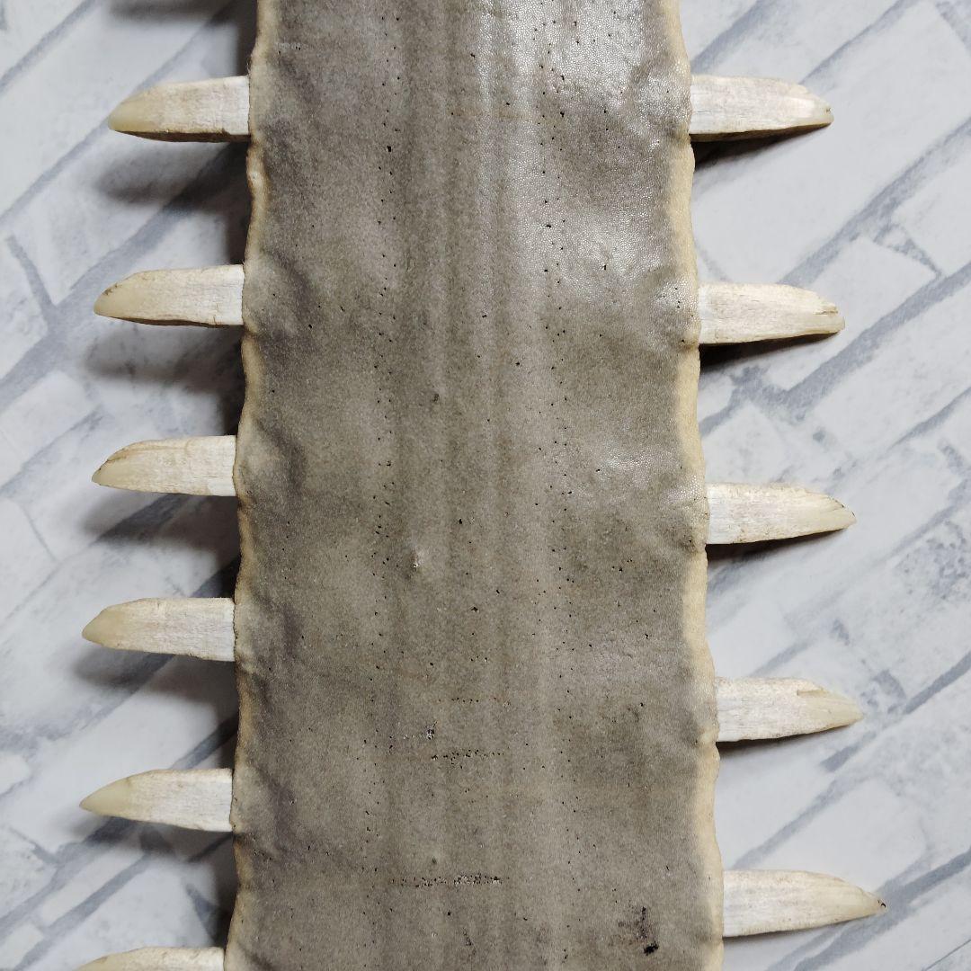 ​【超希少・特大80cm】ノコギリギス 吻 剥製 ブラジル ノコギリザメ 天然物