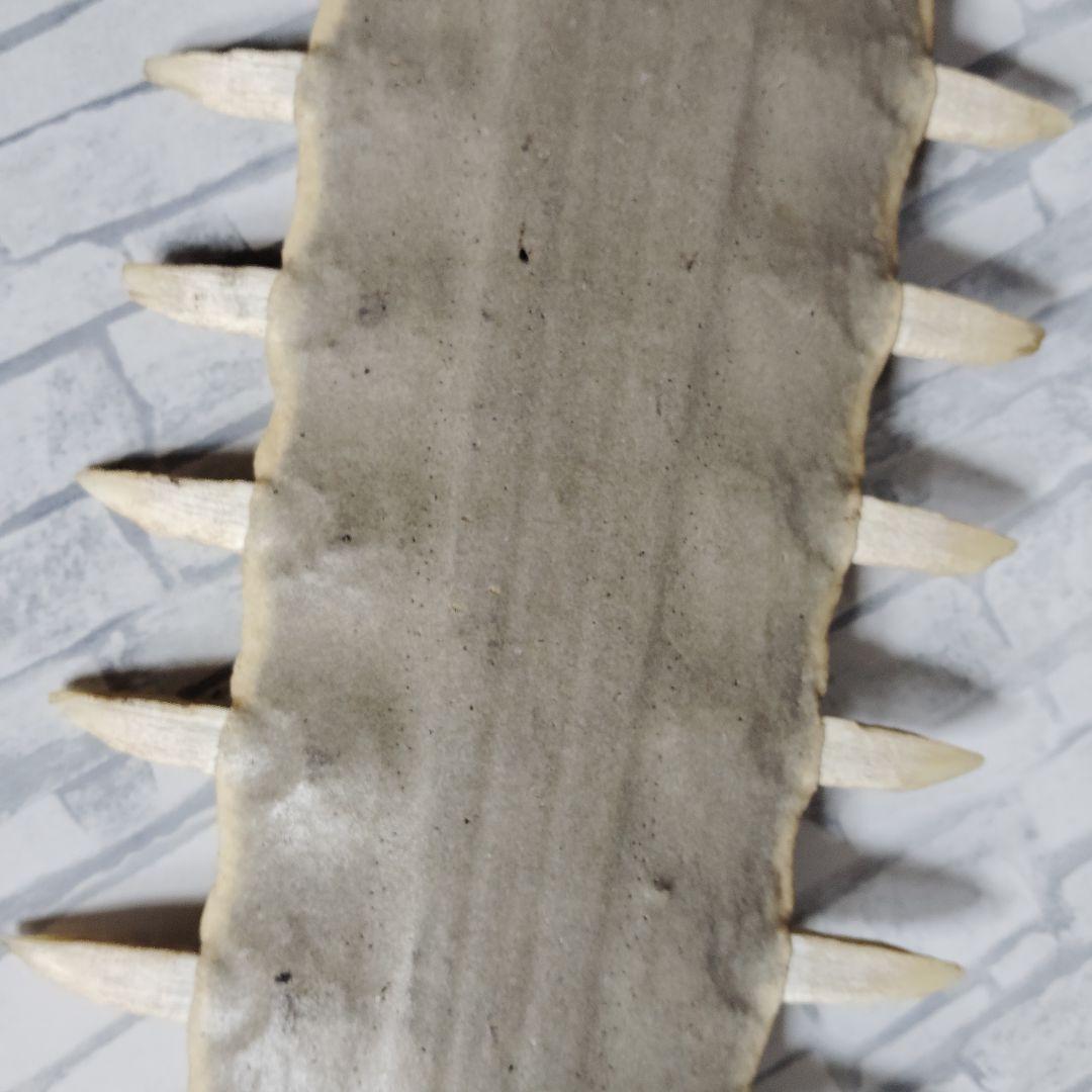 ​【超希少・特大80cm】ノコギリギス 吻 剥製 ブラジル ノコギリザメ 天然物