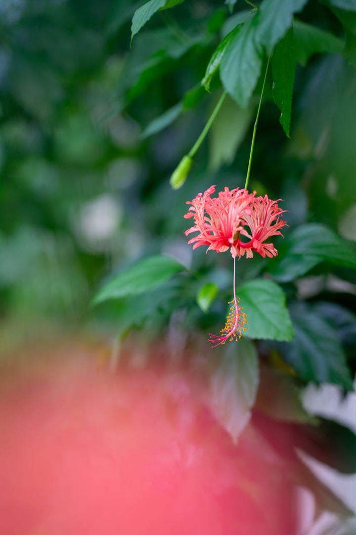 Sony FE 1.8/85 Eマウントレンズ