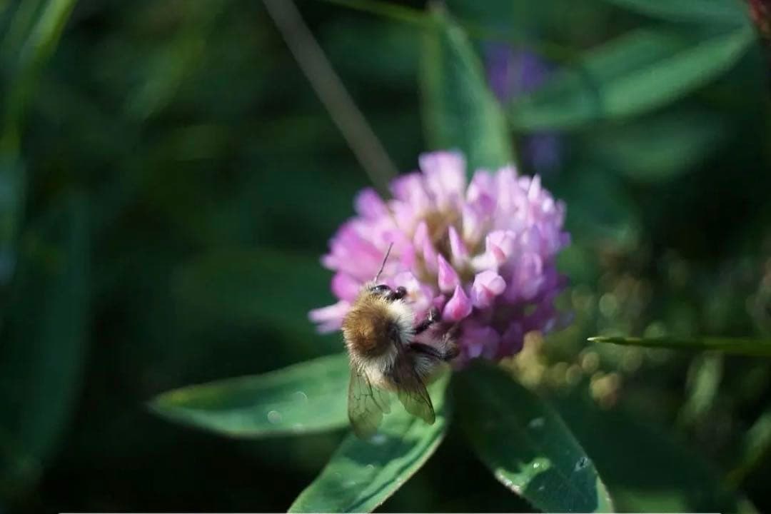 超希少 LOMO OKC1-22-1 22mm f2.8 ライカLマウント 1