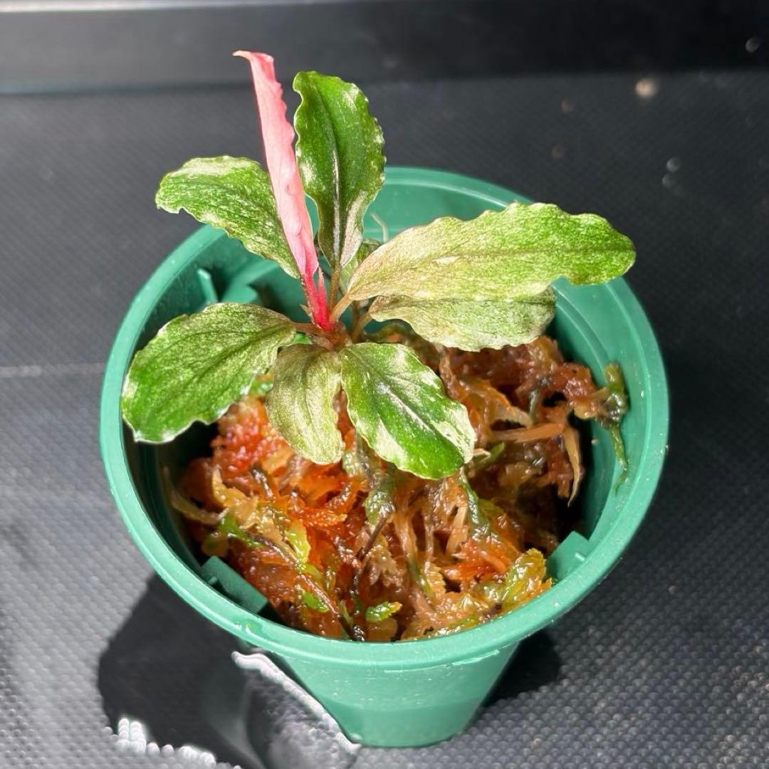 水草 Bucephalandra sp. pink variegata