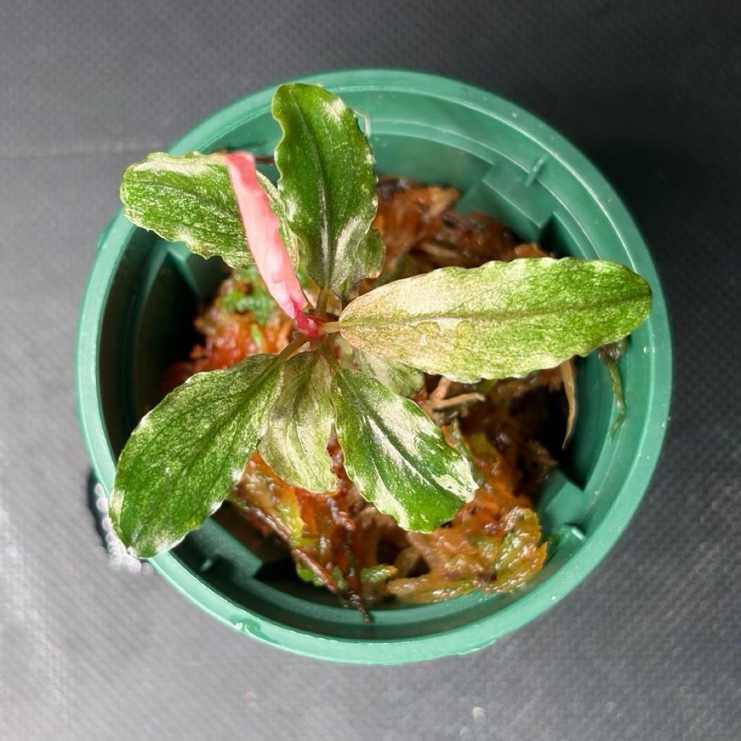 水草 Bucephalandra sp. pink variegata