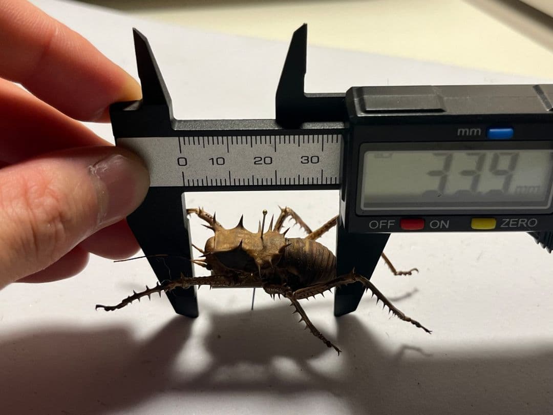 【33mm】アーマードクリケット 武装コオロギ ドラゴンヘッドコオロギ昆虫標本
