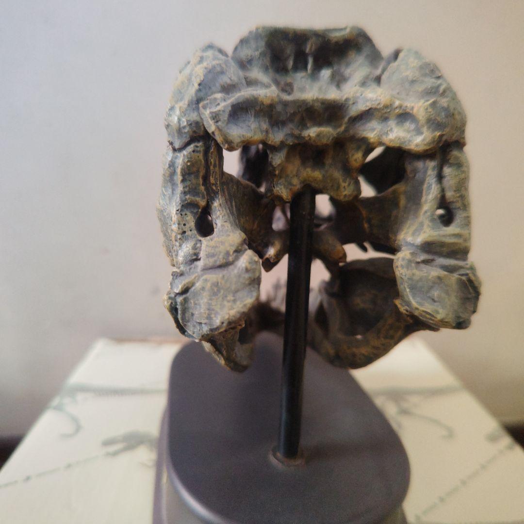 ティラノサウルス　模型　国立科学博物館