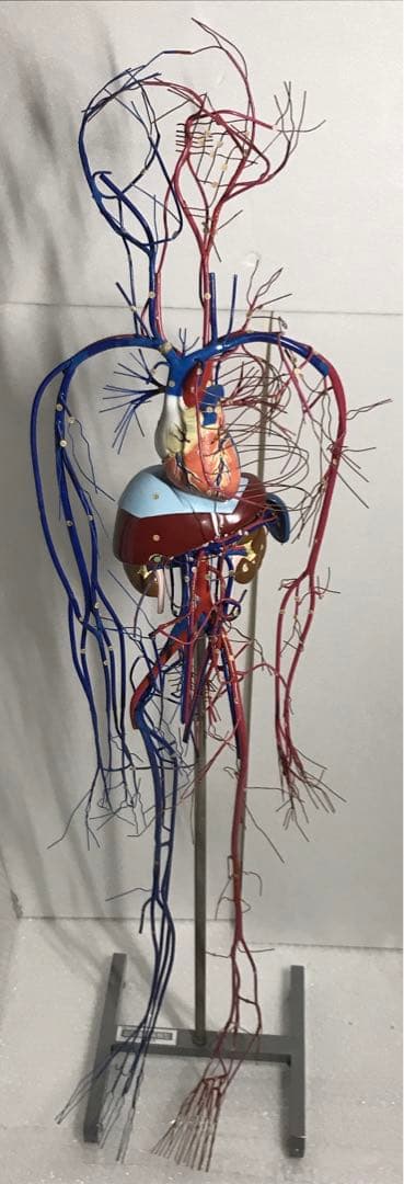 血液循環系模型 (透視式)♡