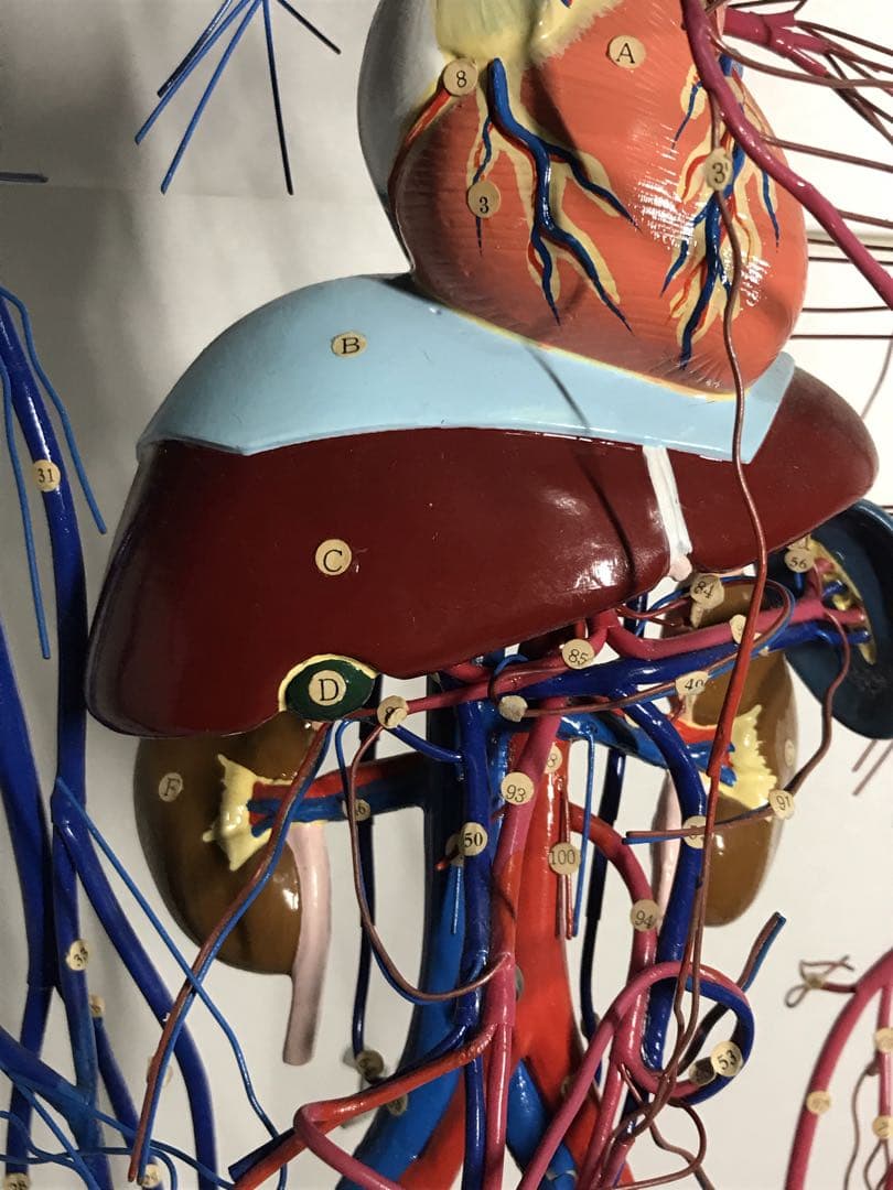 血液循環系模型 (透視式)♡