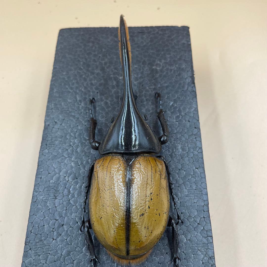 標本　激レア　Dy.ヘラクレス.エクアトリアヌス　綺麗な個体