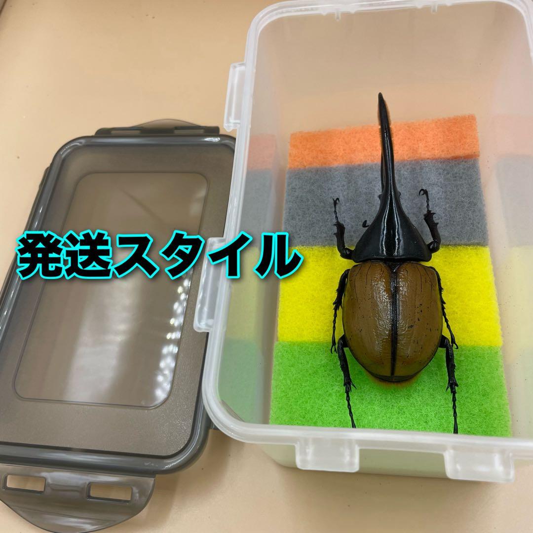 標本　激レア　Dy.ヘラクレス.エクアトリアヌス　綺麗な個体