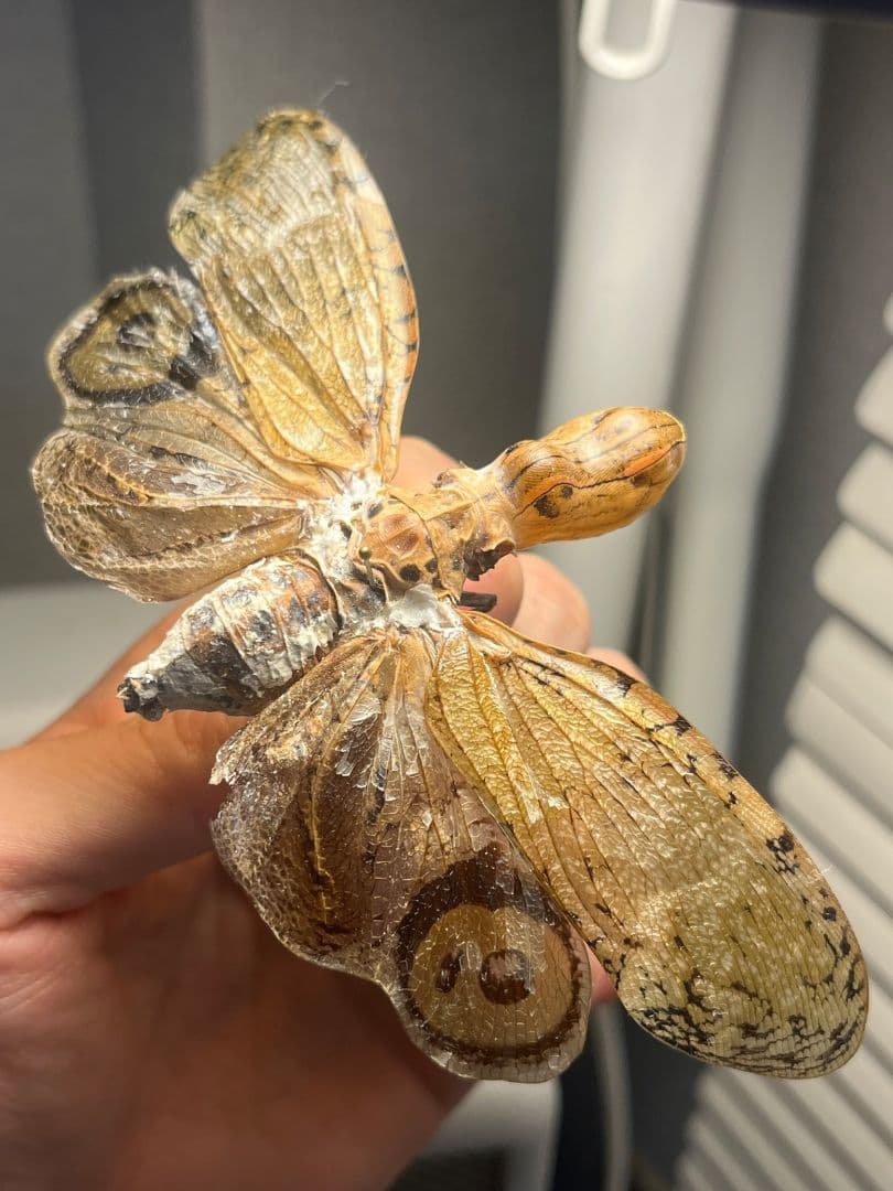 【65mm】オオテングビワハゴロモ 外国産蝶標本 標本 蝶 蛾 ヤママユ