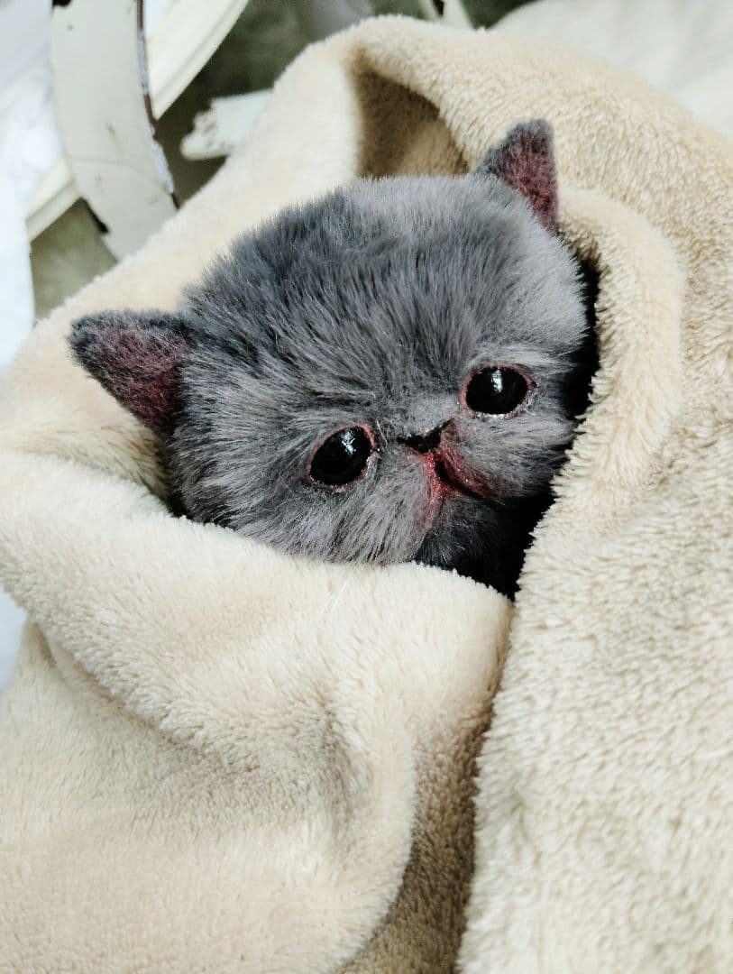 もち様オーダー❤子猫の黒豆ちゃん♡アートドール♡ぬいぐるみ♡