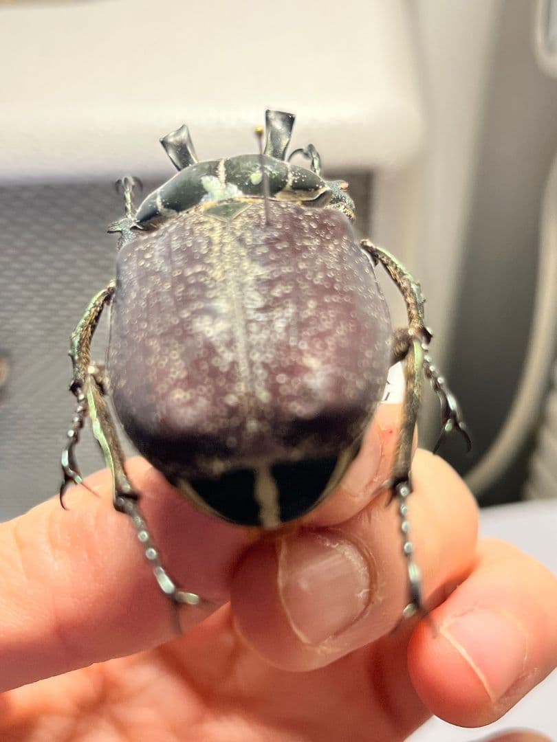 【56mm】インカツノコガネ メキシコ産 昆虫標本 ハナムグリ