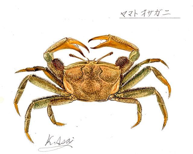 生物細密画（水彩）「ヤマトオサガニ」