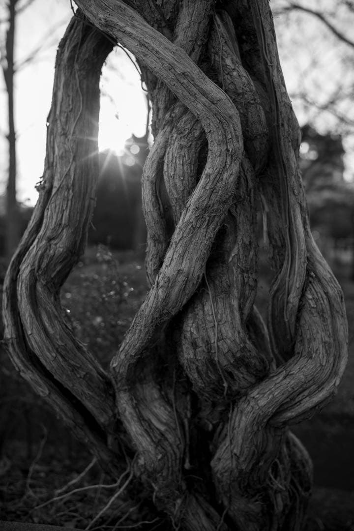 【美品】NOKTON 40mm F1.2 Eマウント