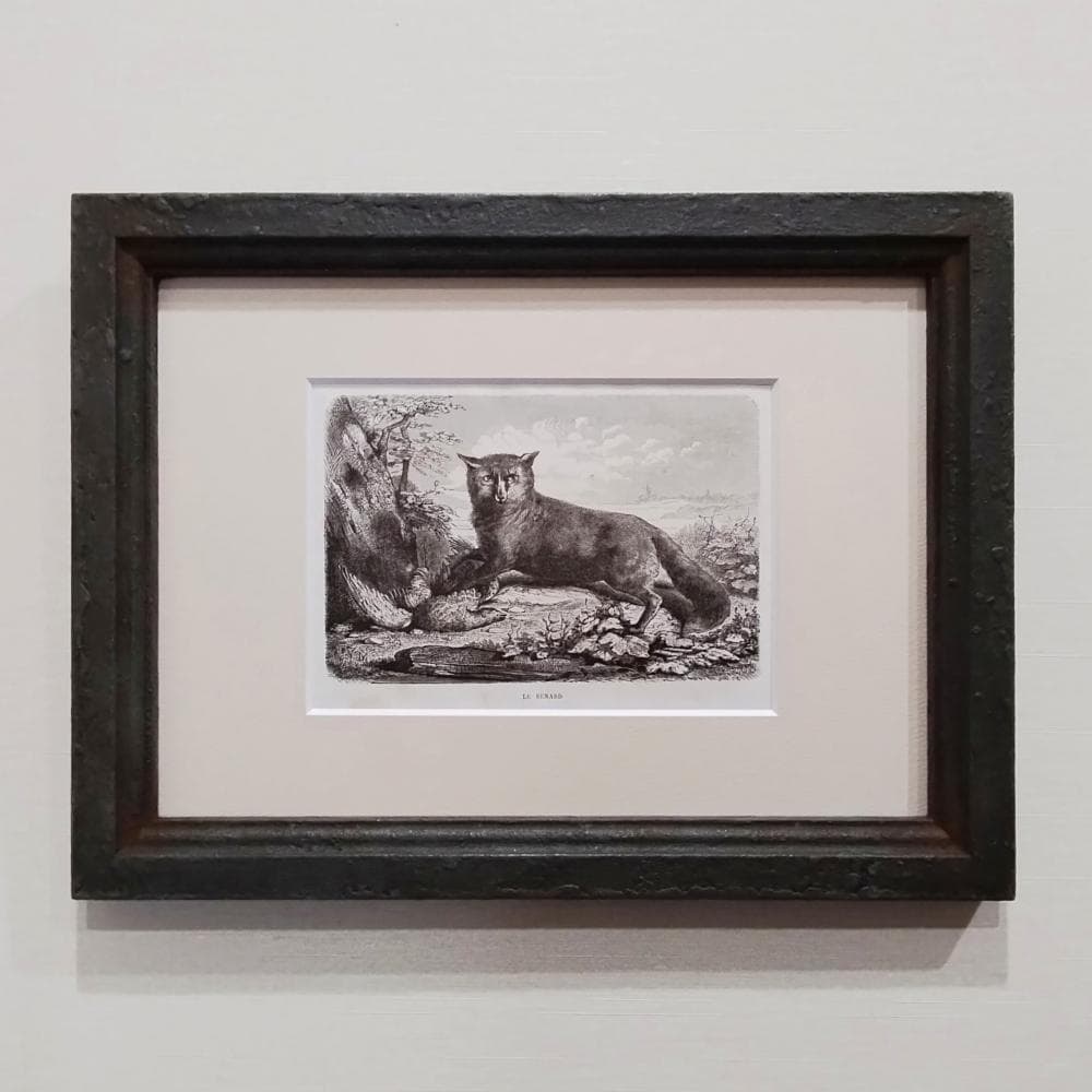 キツネの図版　フランス　アンティーク　版画　1880年　動物　博物画　額縁