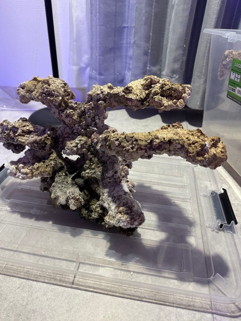 人工ライブロック 2点セット 90cm水槽 サンゴ 海水 アク抜き済み