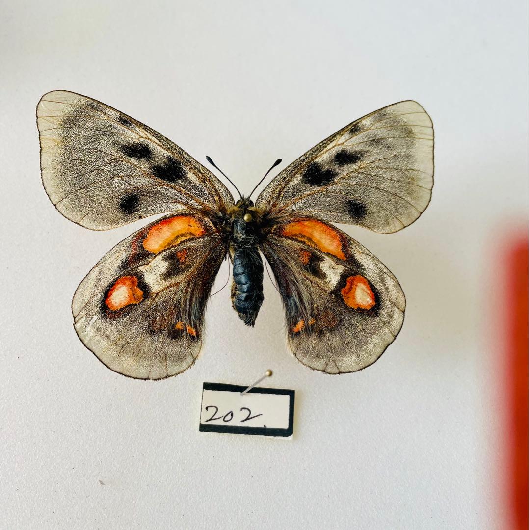 パルナシウス・アポロ・ウイスコッティ （1メス・スウェーデン・ゴッドランド）