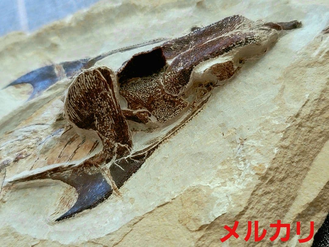 3D！魚類化石【Coccodus insignis】(crusher fish)