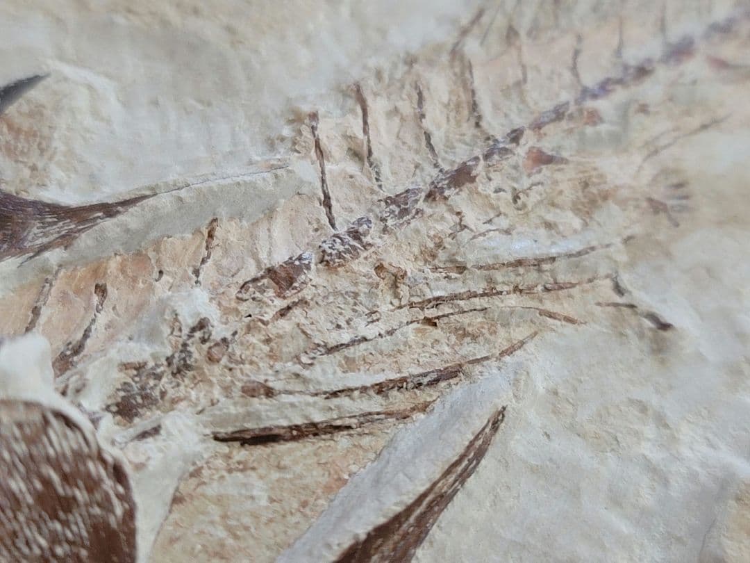 3D！魚類化石【Coccodus insignis】(crusher fish)