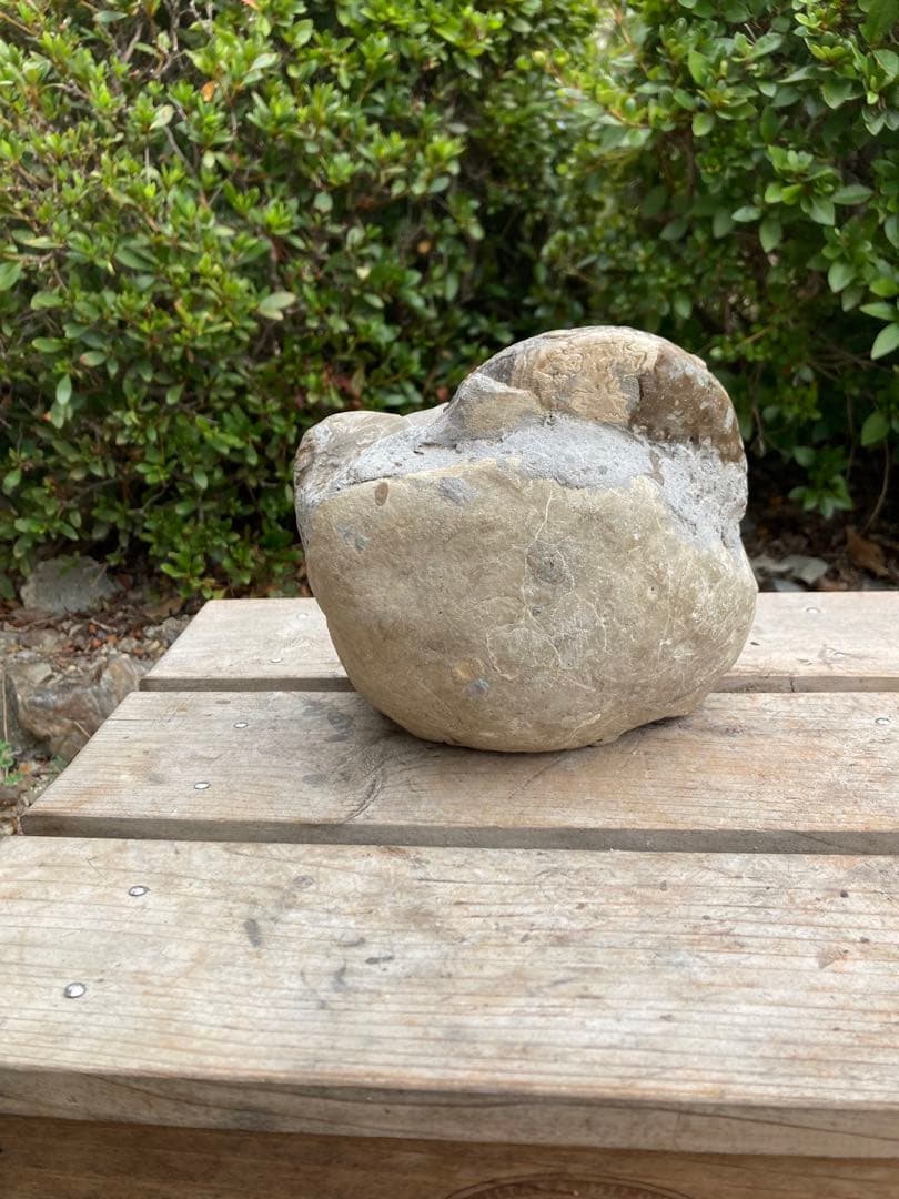 おすすめ　黒いアンモナイト　化石　インテリア　家具　置物　レトロ　コレクション