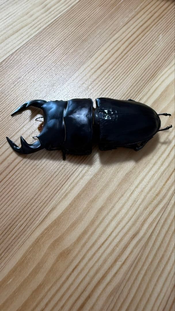 グランディスオオクワガタ　８８．２mmペア