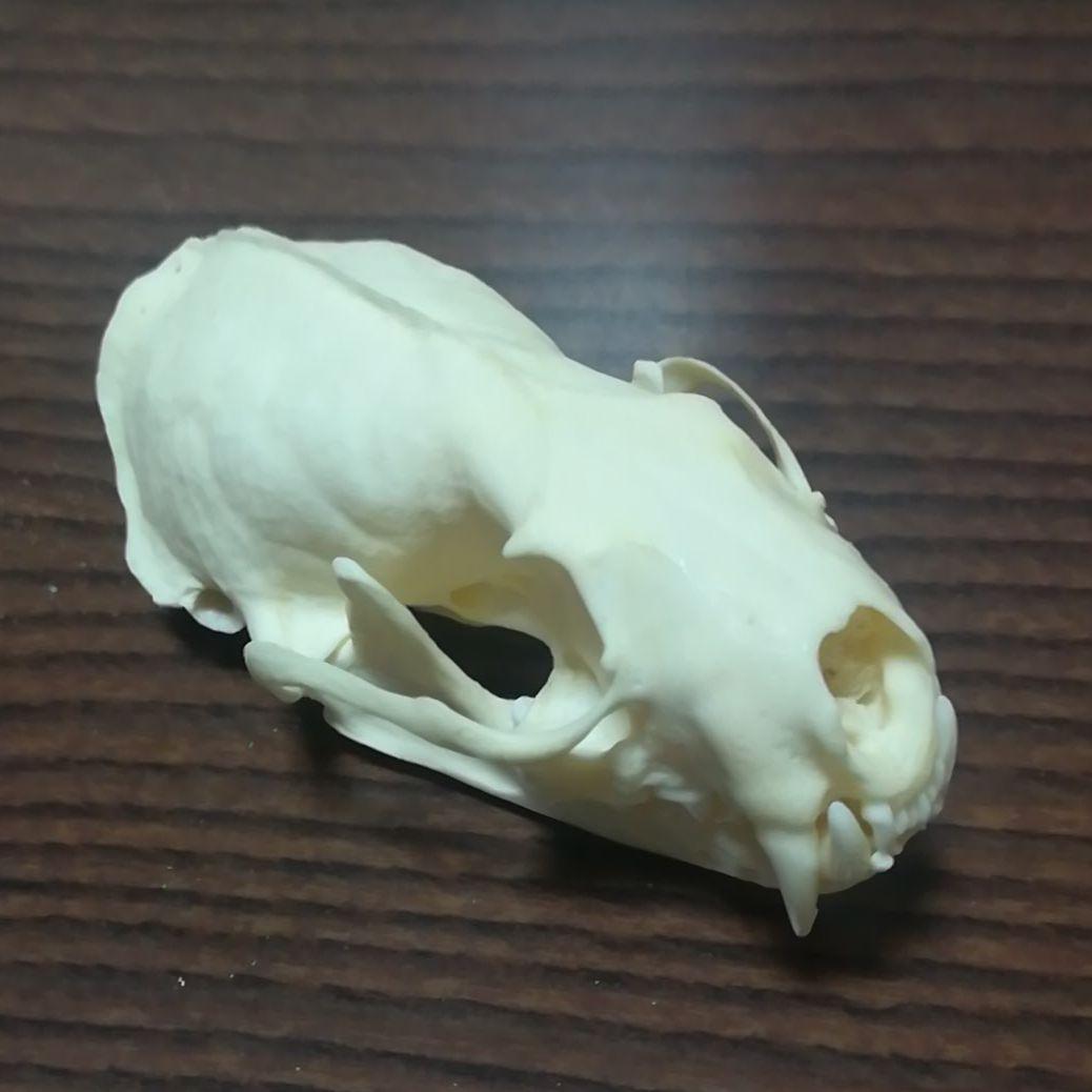 ミンク 標本 頭骨