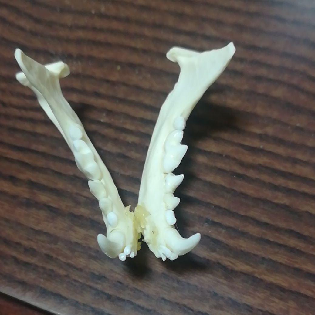 ミンク 標本 頭骨