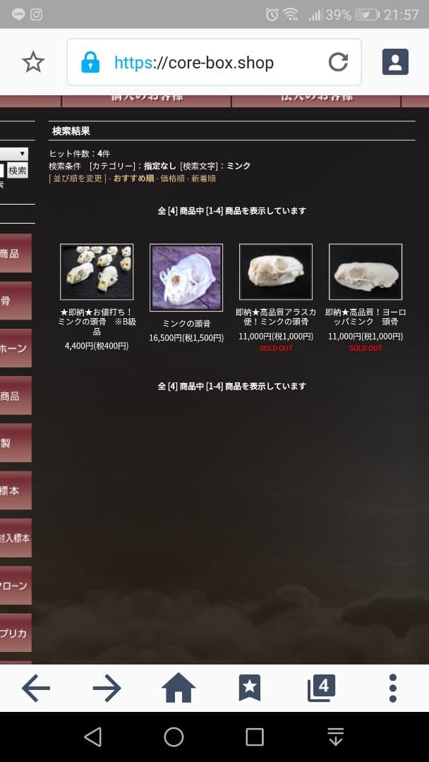 ミンク 標本 頭骨