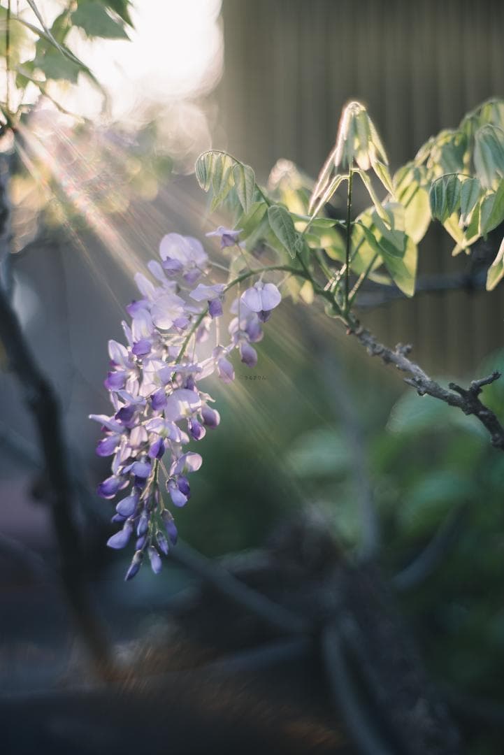 天使の梯子！Tele-Elmarit 90mm F2.8 1st Silver