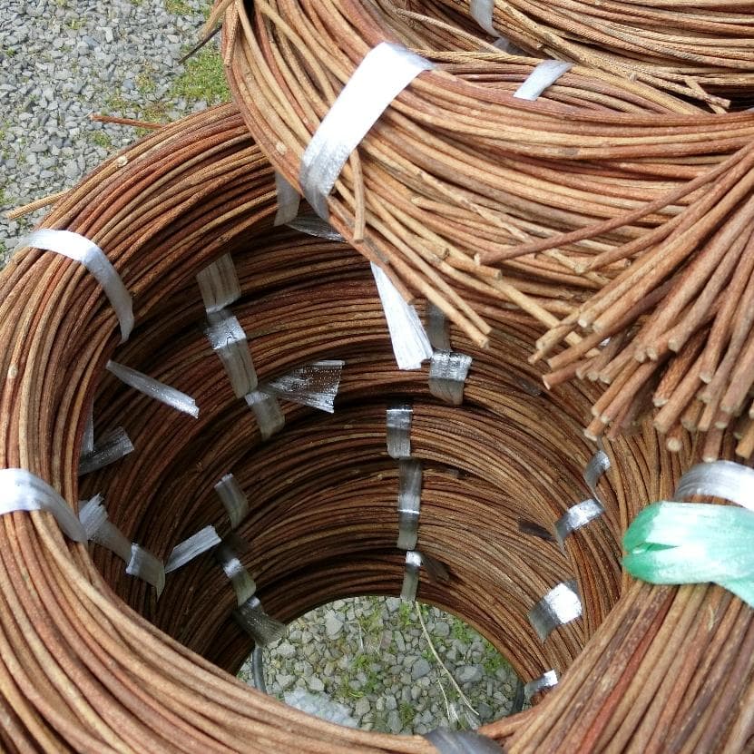 黄色いくまさん　青森岩木山採取　あけび蔓　150cm～ 15kg　1