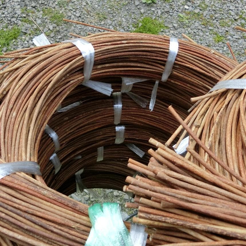 黄色いくまさん　青森岩木山採取　あけび蔓　150cm～ 15kg　1