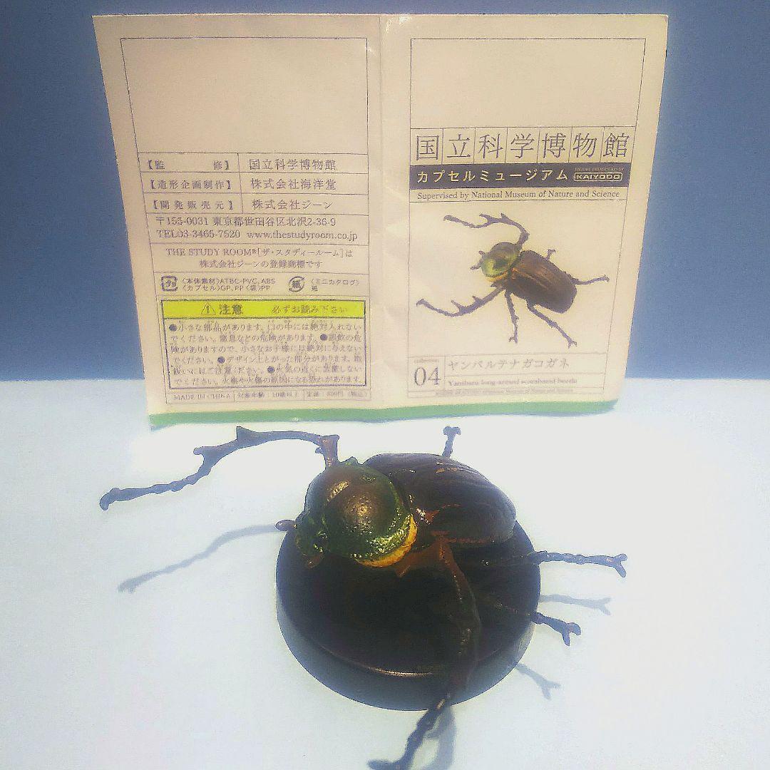 ヤンバルテナガコガネ 国立科学博物館