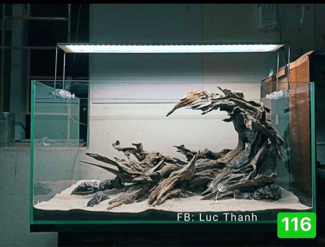 TTD 169【⭐︎ ディスマン様⭐︎】【美品・数量限定】