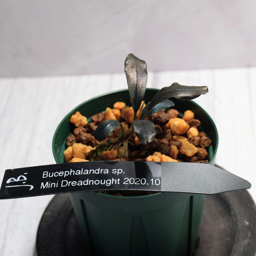 水草 Bucephalandra sp. Mini Dreadnought