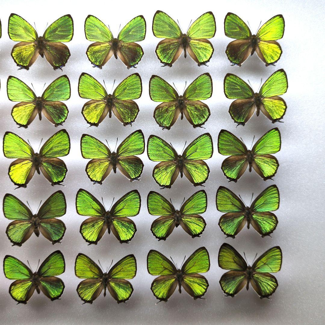 蝶標本　ウスアオオナガウラナミシジミ　3♂