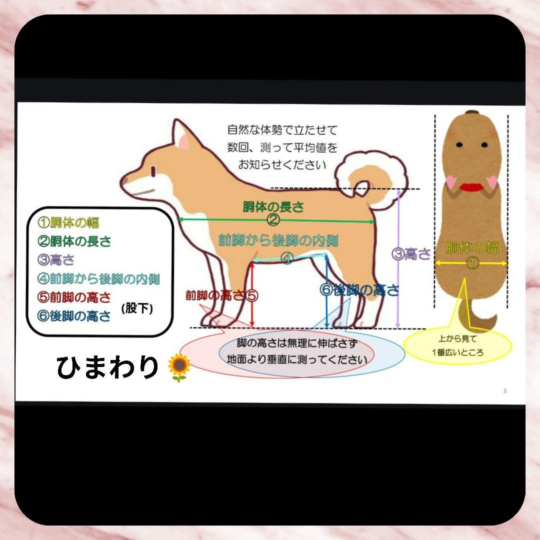 ダックス4輪　リハビリ　食事補助　犬用車椅子　体制維持　犬の歩行器