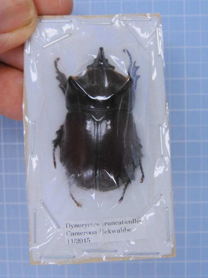 標本 Cameroon Dynoryctes truncaticollis 38mm