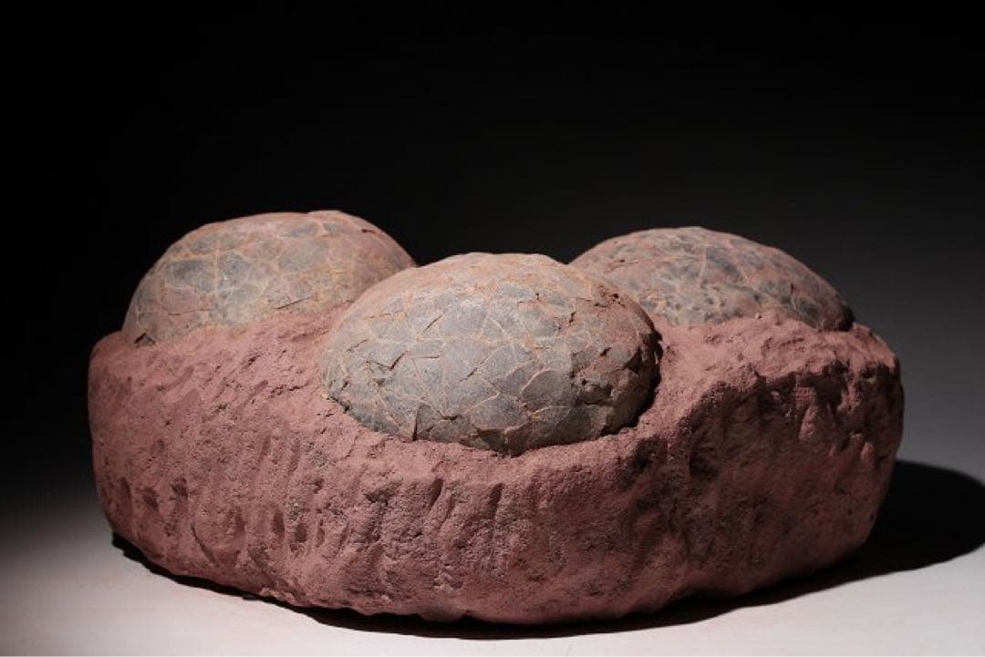 ☆クリスマス特価☆ 【入手困難】恐竜の卵　化石　ハドロサウルスの卵の巣　3個