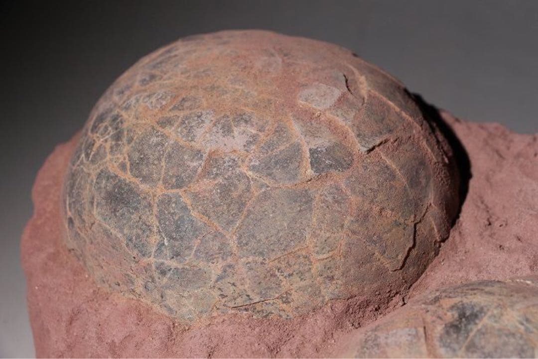 ☆クリスマス特価☆ 【入手困難】恐竜の卵　化石　ハドロサウルスの卵の巣　3個