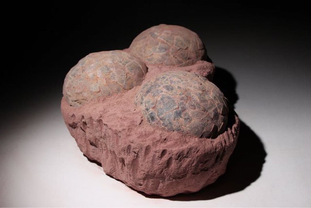 ☆クリスマス特価☆ 【入手困難】恐竜の卵　化石　ハドロサウルスの卵の巣　3個