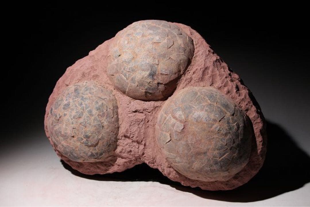 ☆クリスマス特価☆ 【入手困難】恐竜の卵　化石　ハドロサウルスの卵の巣　3個