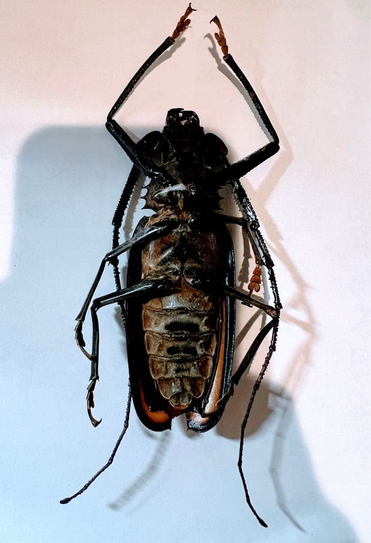 ペルーカミキリムシ　Callipogon Armillatus ？約112mm