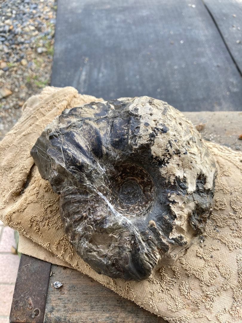 アンモナイト　パキ　化石　夏休み　自由研究